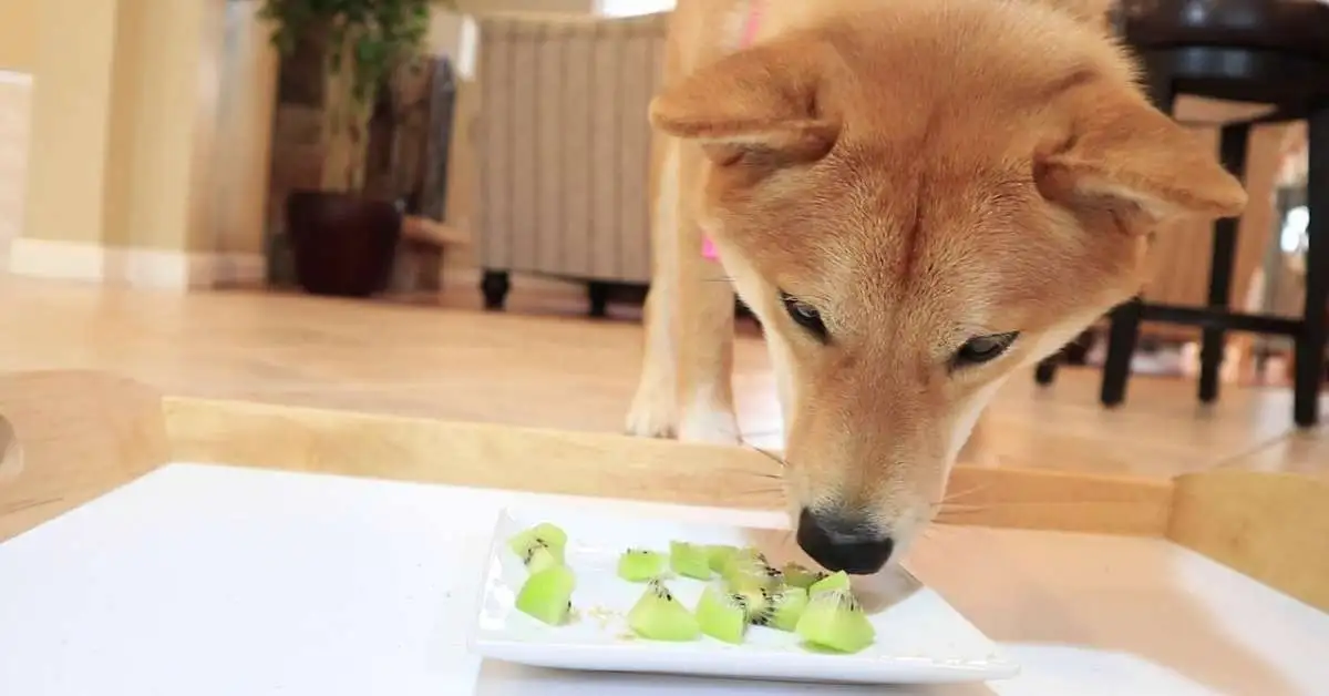 Can Dogs Eat Kiwi. can dogs eat kiwi seeds