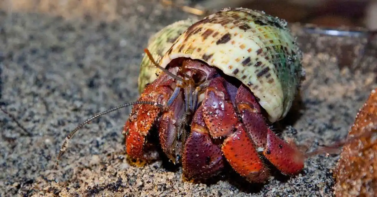 Caribbean Hermit Crab. Caribbean Hermit Crab Lifespain. Caribbean Hermit Crab size