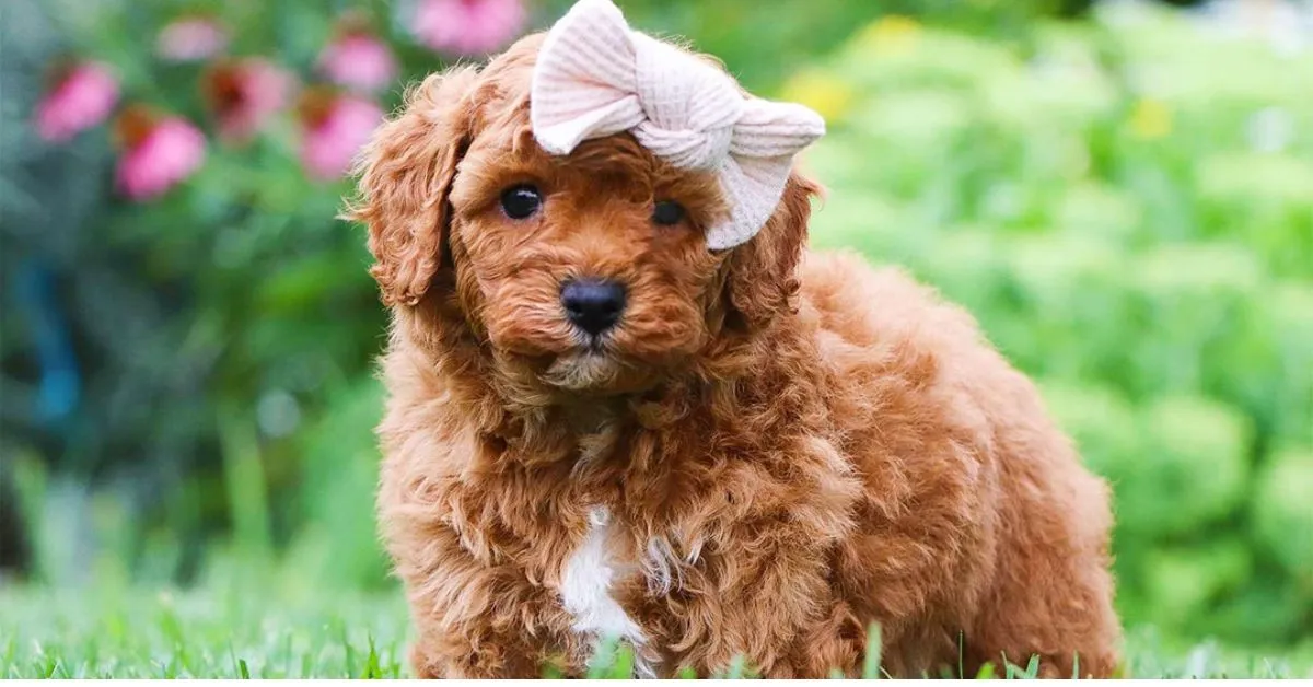 Cavapoo Dogs. Cavapoo Dogs for sale