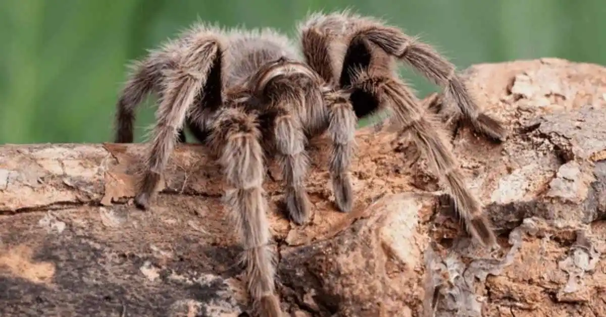 Chilean Rose Tarantula. chilean rose tarantula lifespan