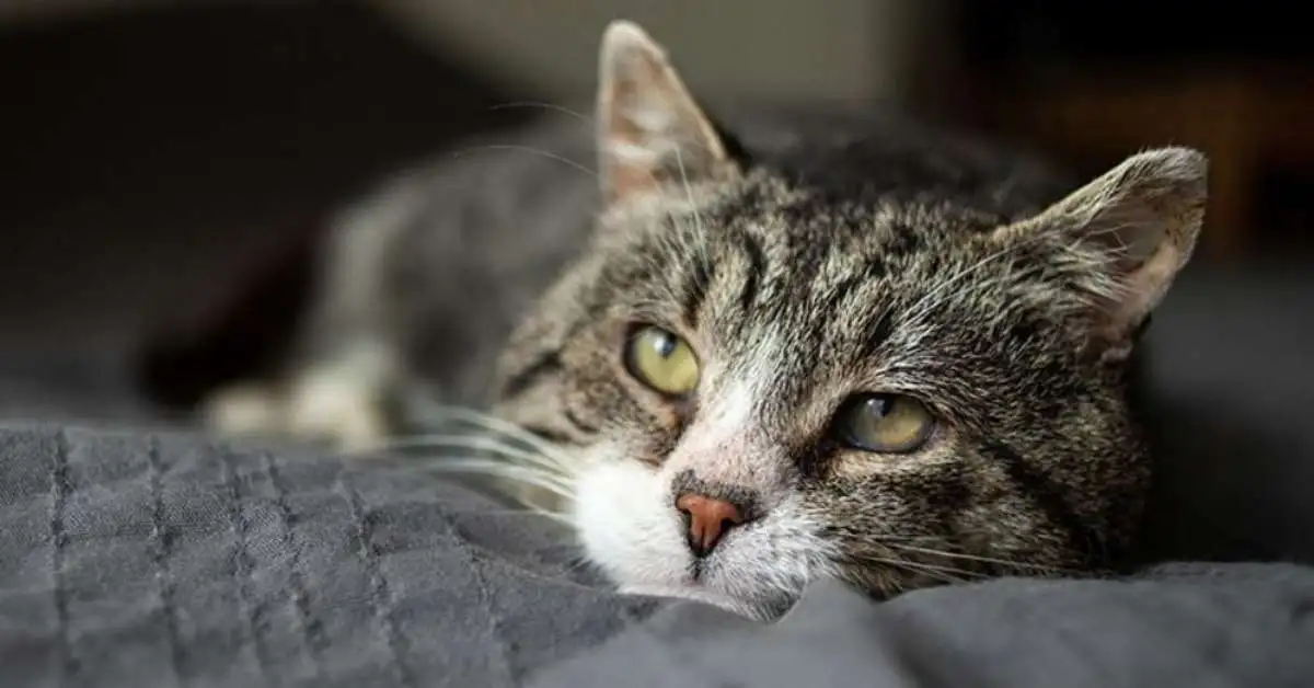 Dementia in Cats. End Stage of Dementia in Cats