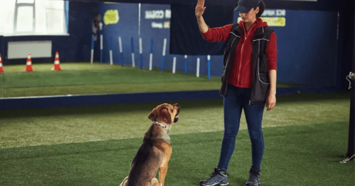 Trainer teaching a dog essential commands like sit, stay, and come with treats and praise. Dogs training. Positive dog training session focusing on sit, down, and stay commands with rewards.