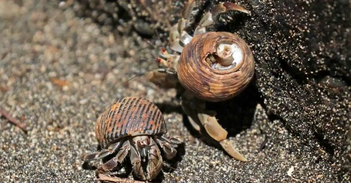 Ecuadorian Hermit Crab