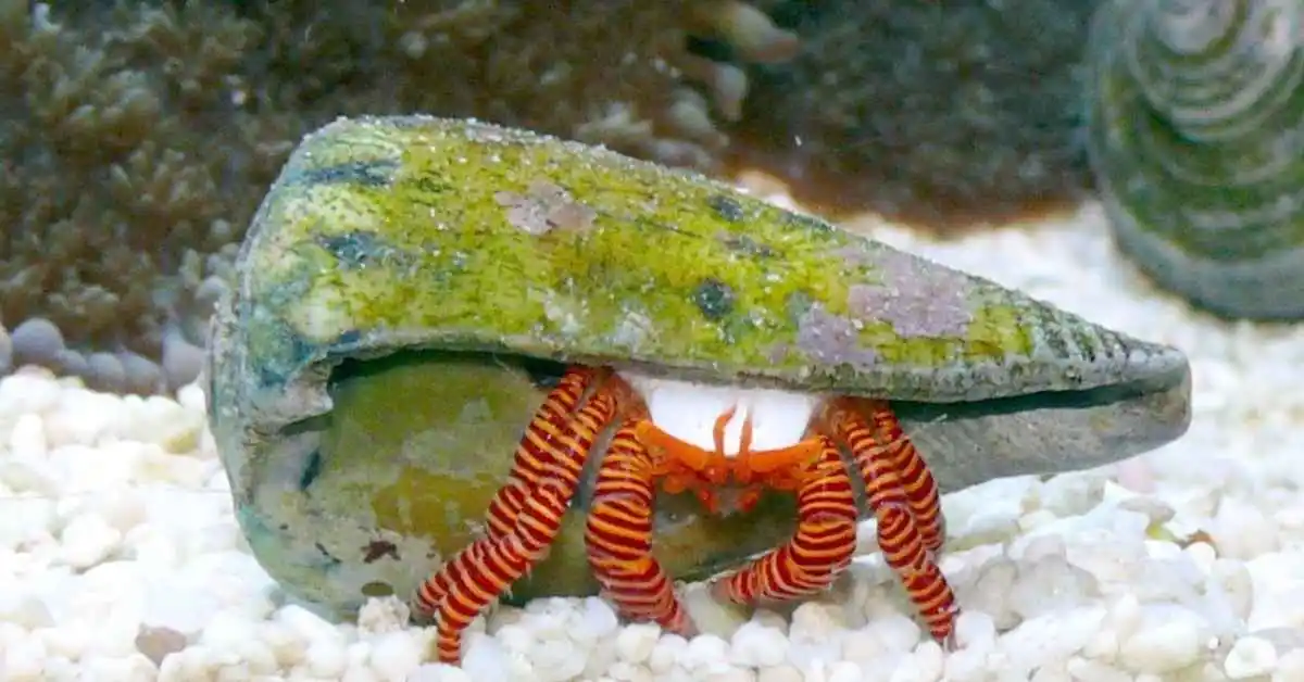 Halloween hermit crab. halloween hermit crab for sale. halloween hermit crab eating coral