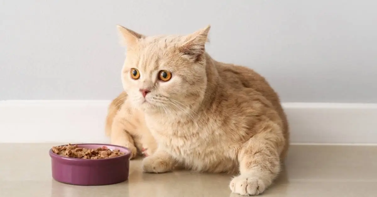 How Often Should I Feed My Cat. how many times should i feed my cat wet food