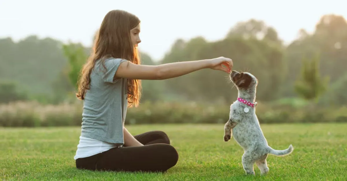 How To train your Puppy. train puppy to sit. train puppy to be alone