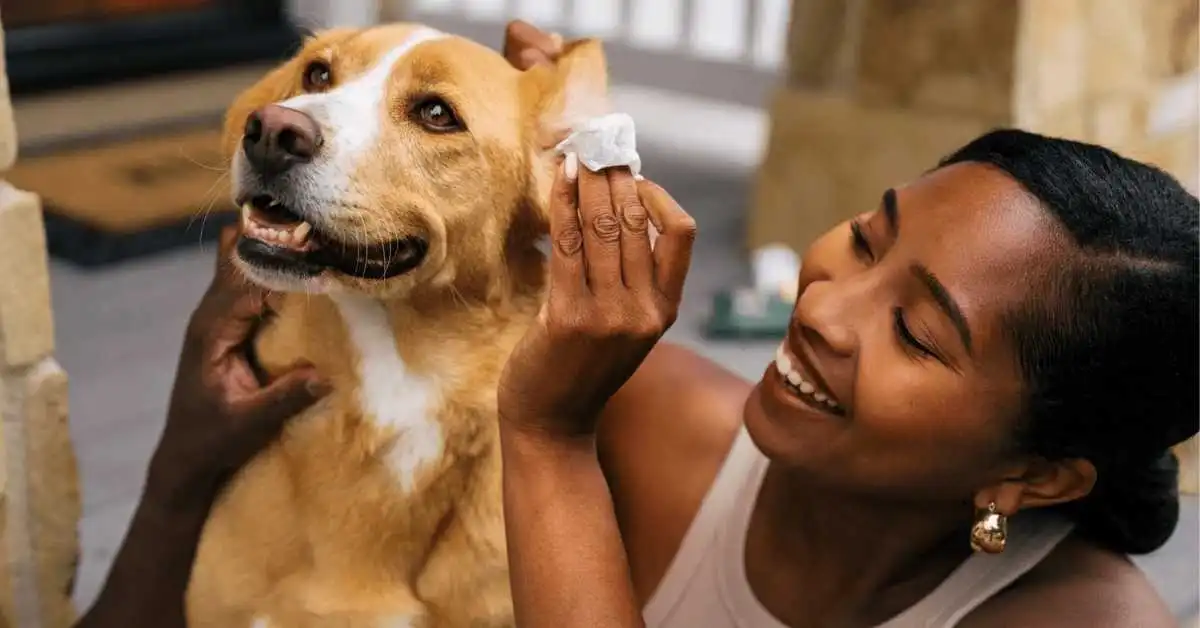 How to Clean your Dog's Ears. How to Clean your Dog's Ears at home