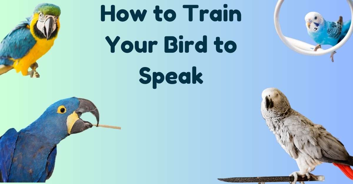 How to Train your Birds to Speak. Funny things to teach your parrot to say.