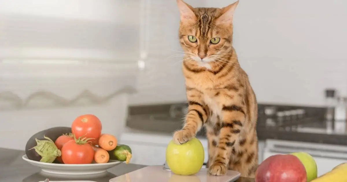Human Foods That Are Poisonous to Cats.