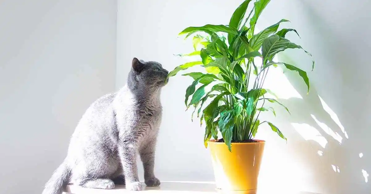 Lily Toxicity in Cats. clinical signs of lily toxicity in cats