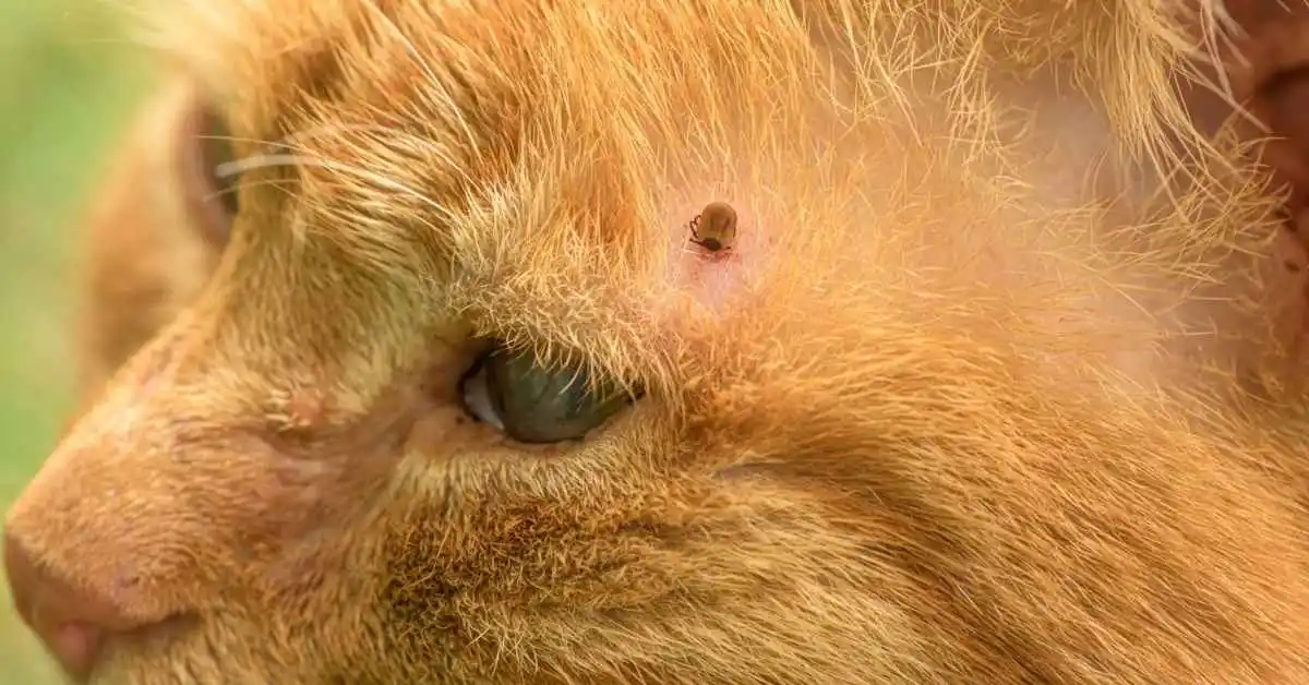 Lyme Disease in Cats. lyme disease in cats treatment