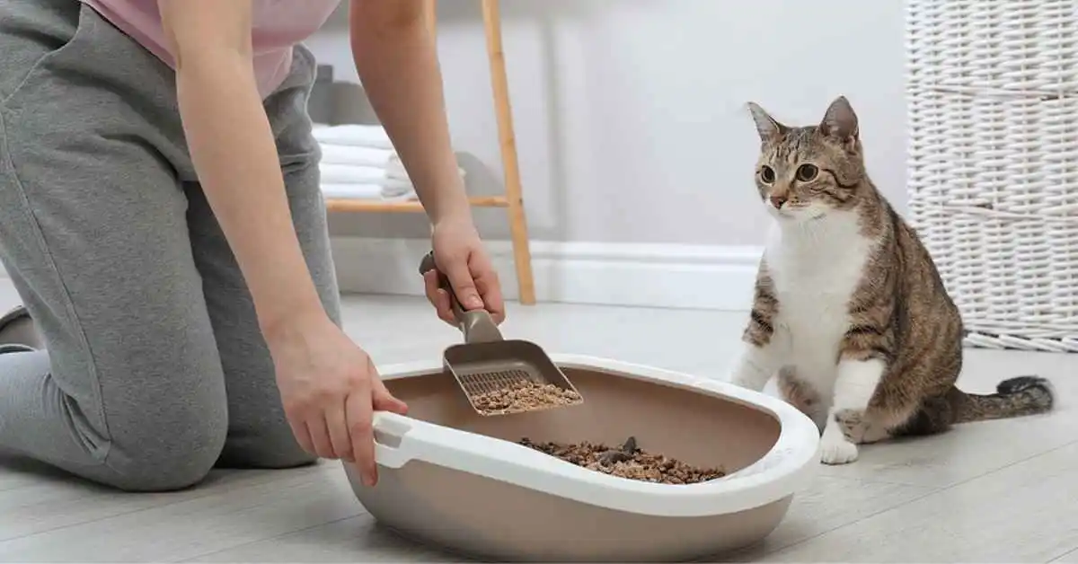 Maintaining a Clean Litter Box for Your Cat.