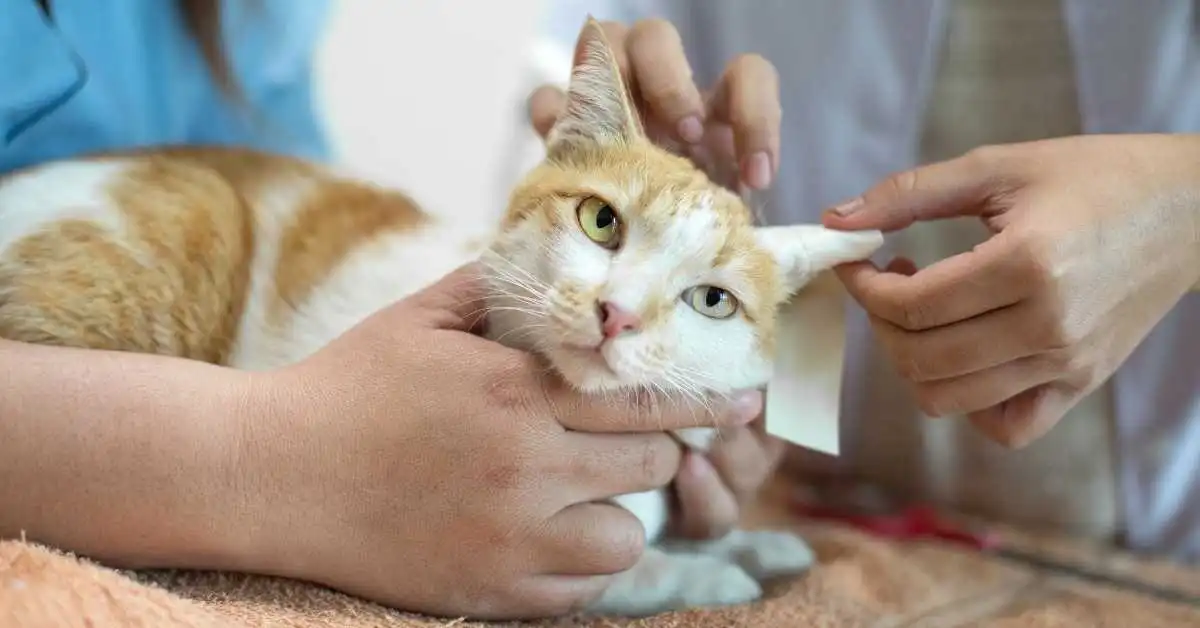 Neurological Disorders in cats. can fleas cause neurological disorders in cats