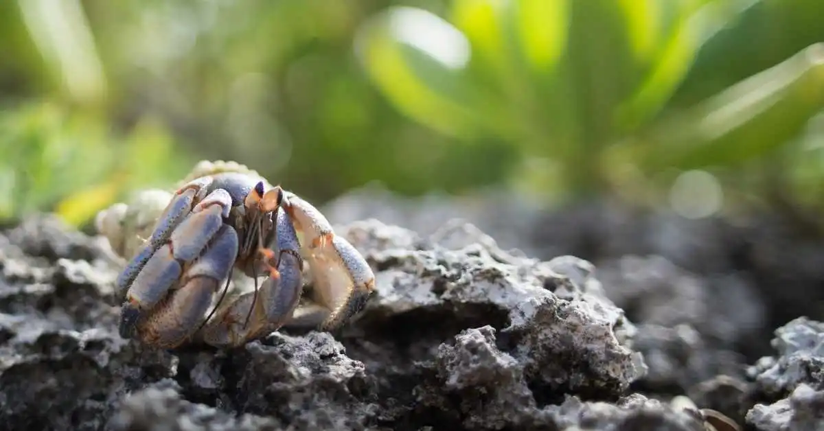 Purple Pincher Hermit Crab. purple pincher hermit crab shells