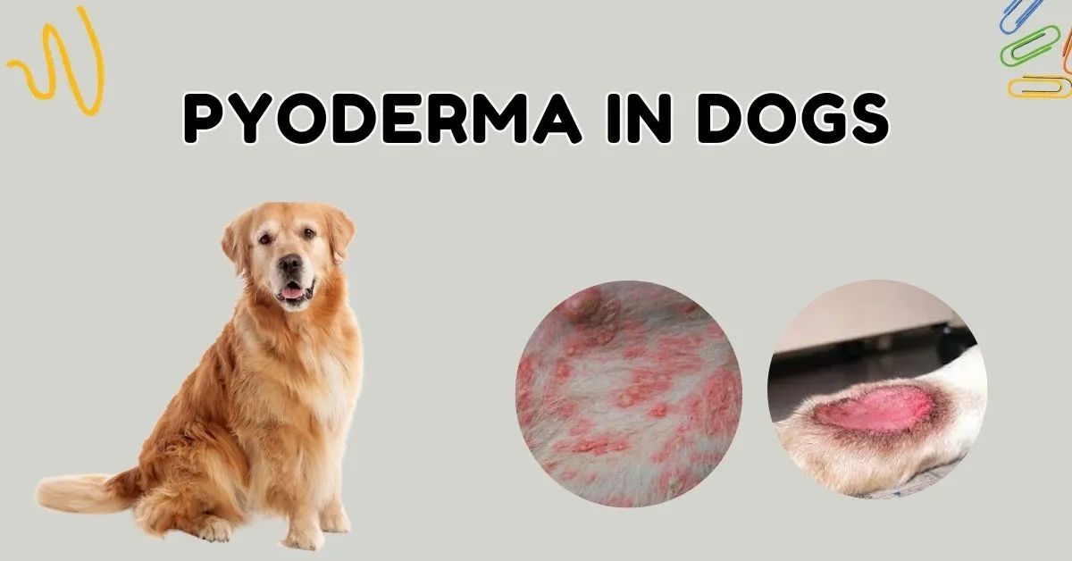 Pyoderma in Dogs. Pyoderma in Dogs home treatment.