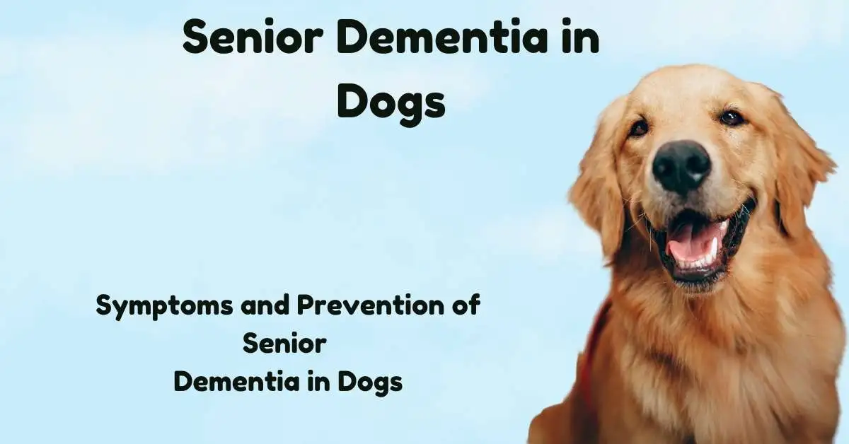 Senior Dementia in Dogs Causes, Symptoms, and Treatments. Senior Dementia in Dogs Causes