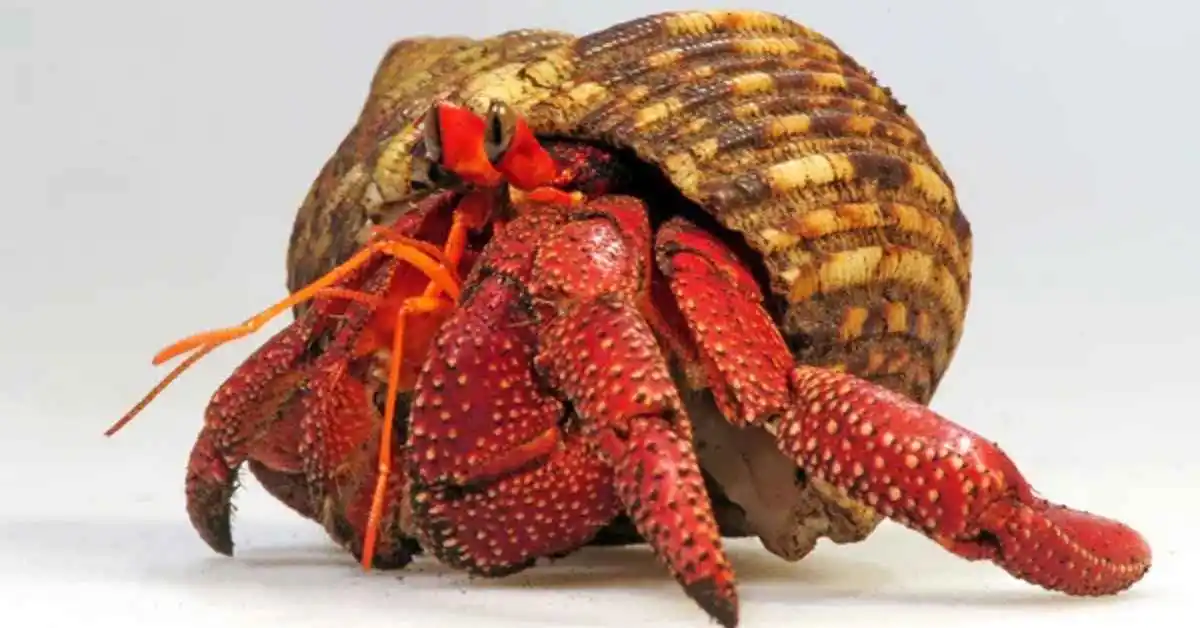 Strawberry Hermit Crab. strawberry hermit crabs are found in which body of water. strawberry hermit crab australia