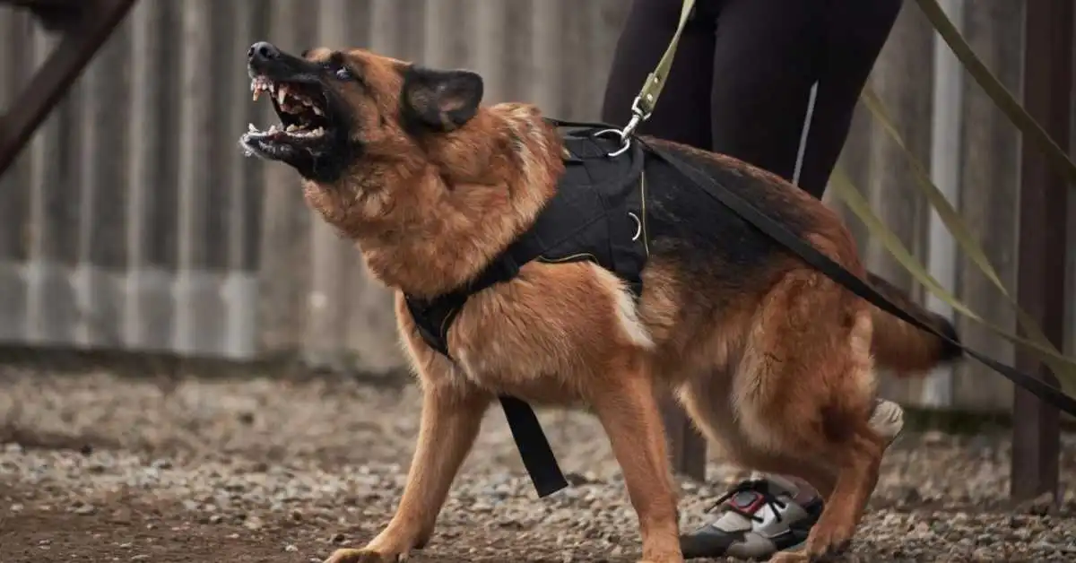 Aggression in Dogs. How to Stop Aggression in Dogs.Understanding dominant behavior in dogs and how to address it. Aggression in Dogs Toward Familiar People.