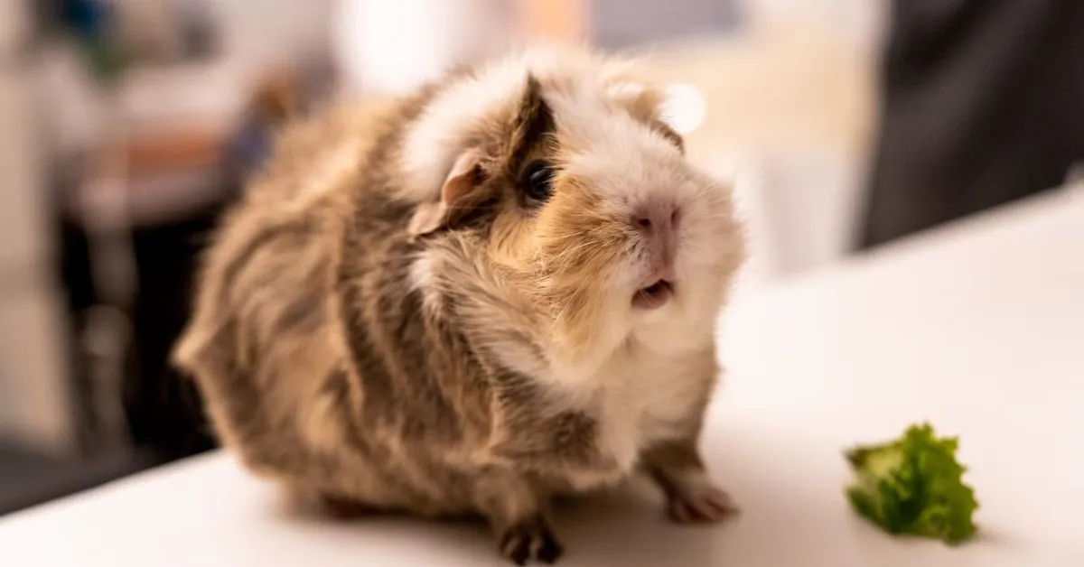 Abyssinian Guinea Pigs. abyssinian guinea pigs for sale