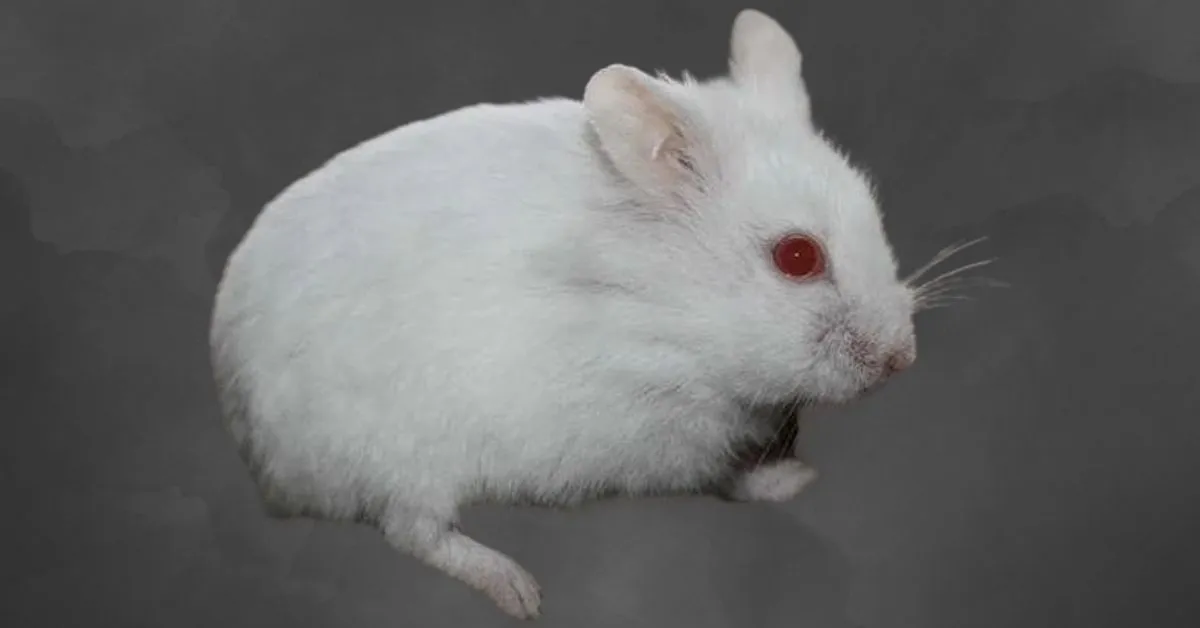 Albino Hamster. albino hamster lifespan