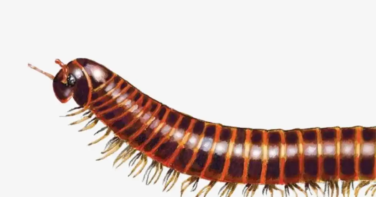 profile of American Giant Millipede