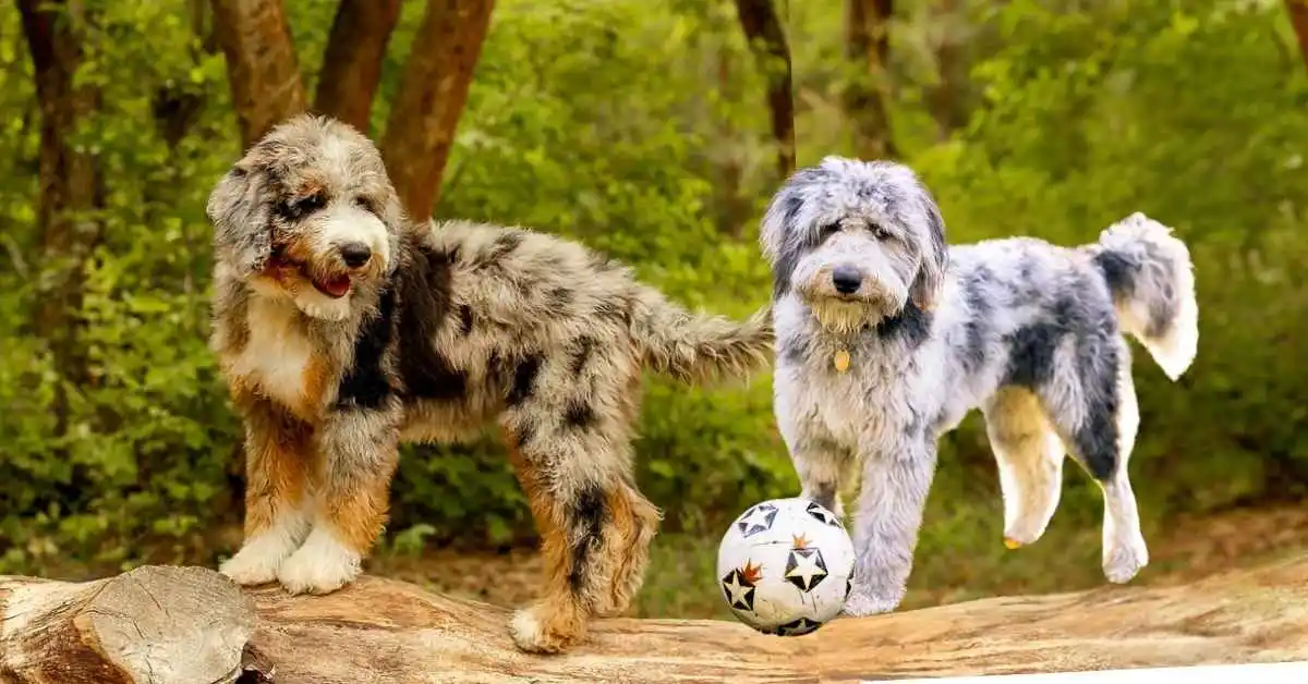 Aussiedoodle. Aussiedoodle Facts. Care of Aussiedoodle