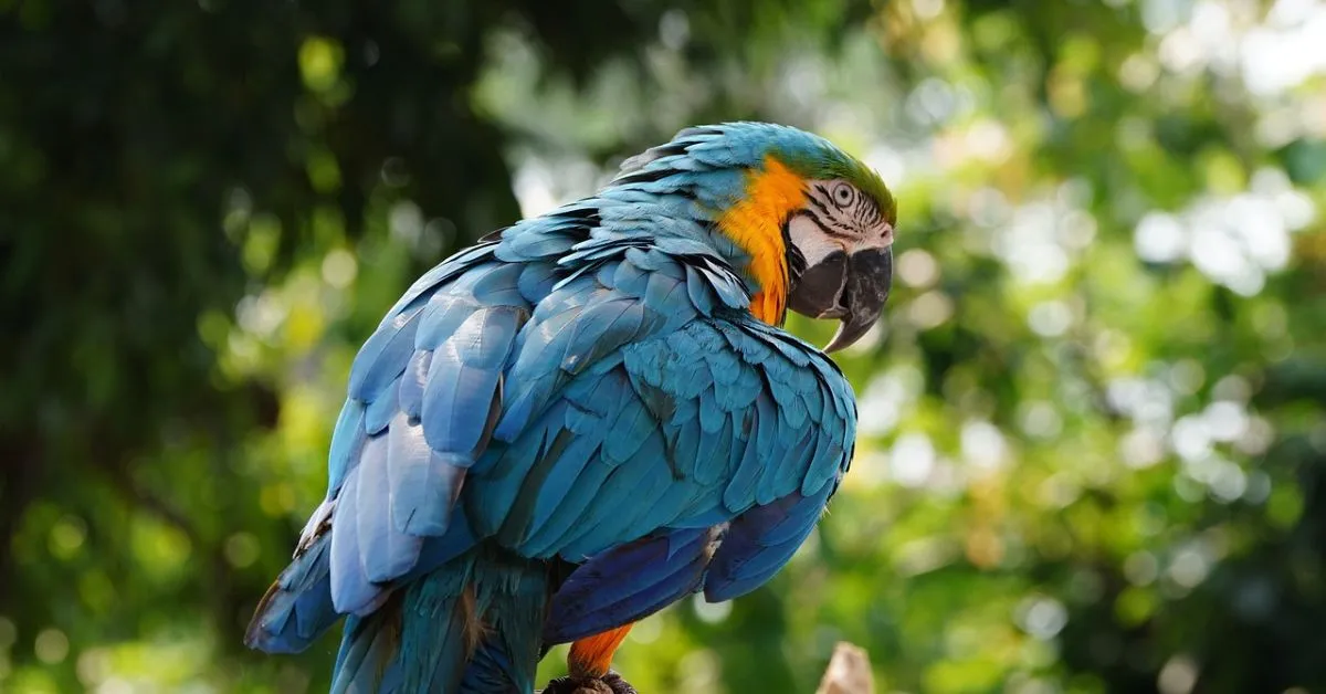 Blue and Gold Macaw . blue and gold macaw lifespan . blue and gold macaw lifespan