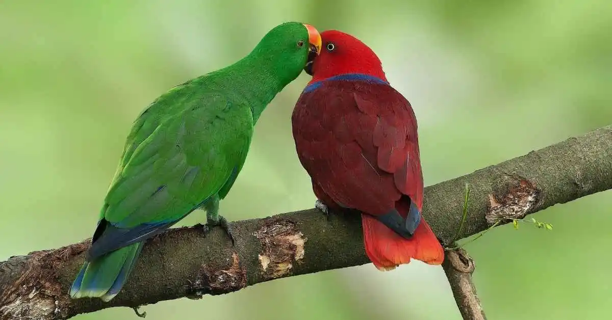 Eclectus Parrot. eclectus parrot price in pakistan