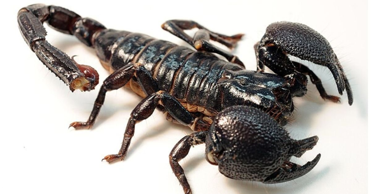 Emperor Scorpion . emperor scorpion price . emperor scorpion pet price