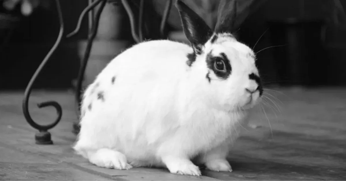 English Spot Rabbit. English spot rabbit characteristics. English Spot Rabbit lifespain.