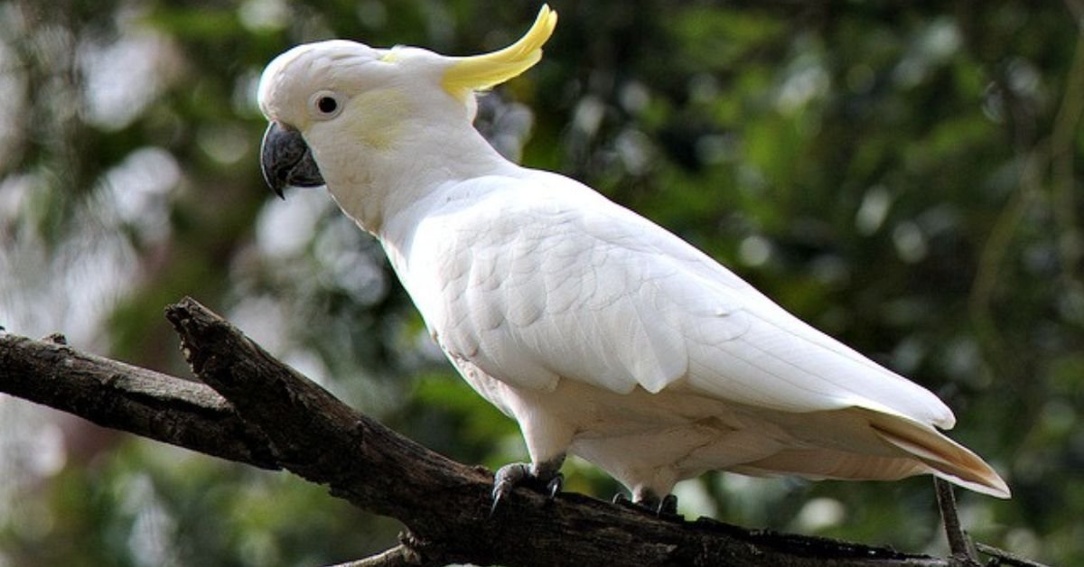 Fascinating-Facts-About-Cockatooss. Fascinating Facts About Cockatoos. black cockatoo interesting facts