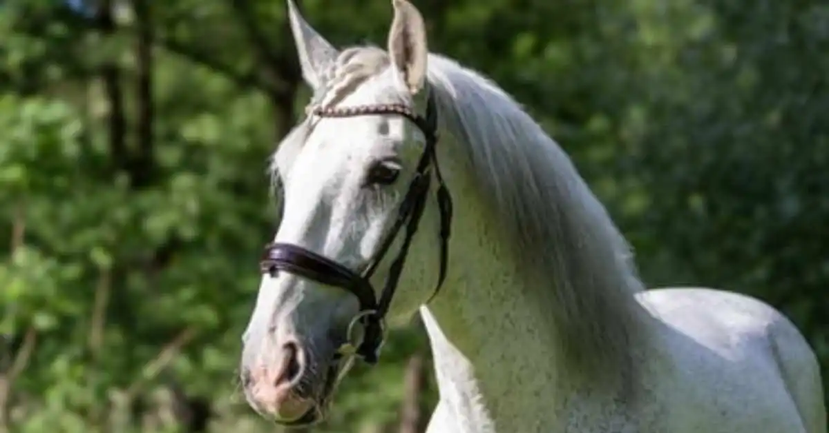 Profile of Flea-Bitten Grey Quarter Horses