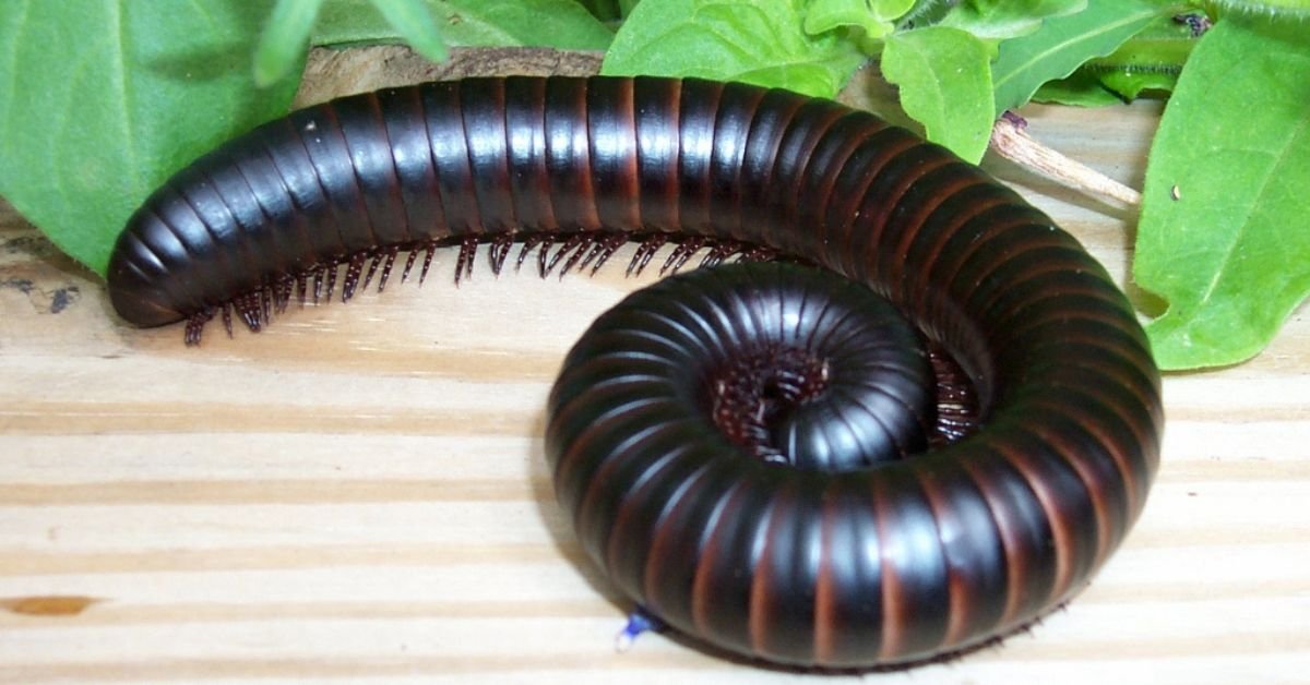 Giant African Millipede. giant african millipede lifespan. giant african millipede for sale