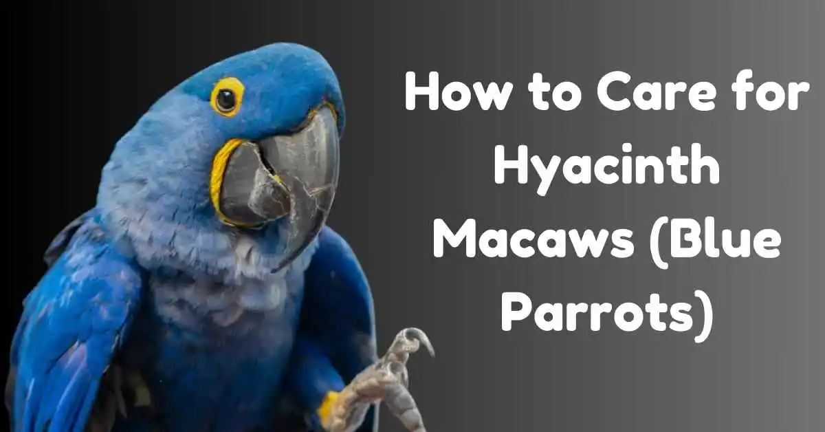 An informative guide on how to care for hyacinth macaws.