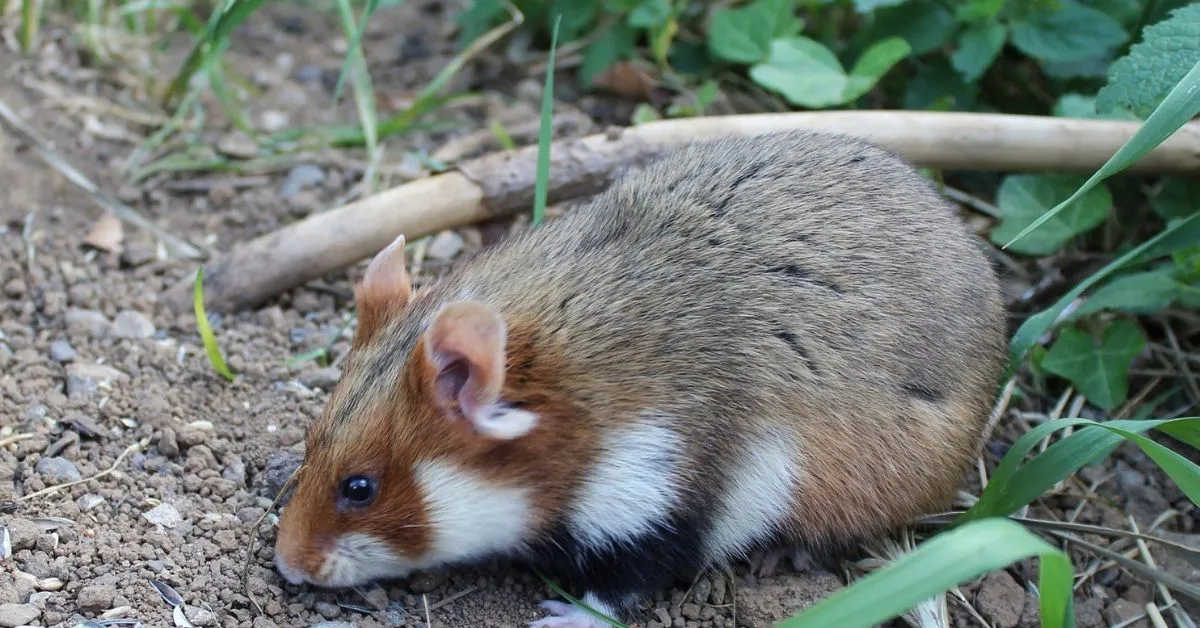 European Hamster, Lifespan of European Hamster