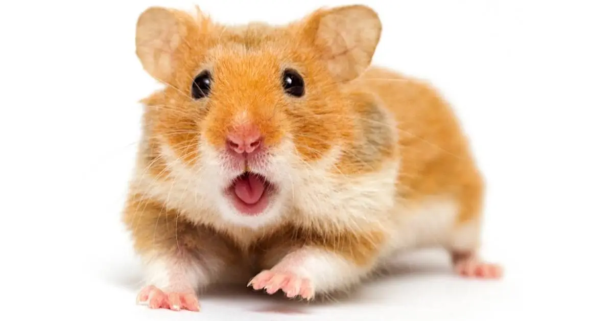 Syrian Hamster.long haired syrian hamster.