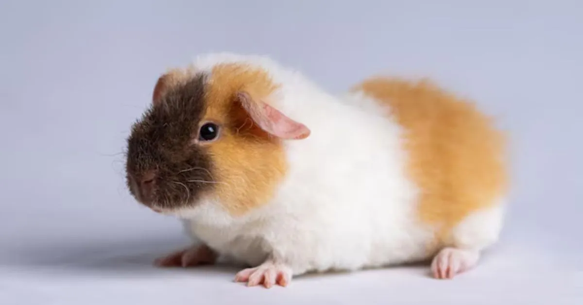 Teddy Guinea Pigs. how long do teddy guinea pigs live