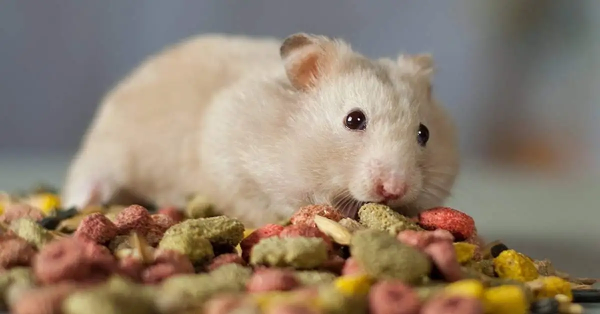 Best foods for hamsters. which food is best for hamsters. food for hamsters.