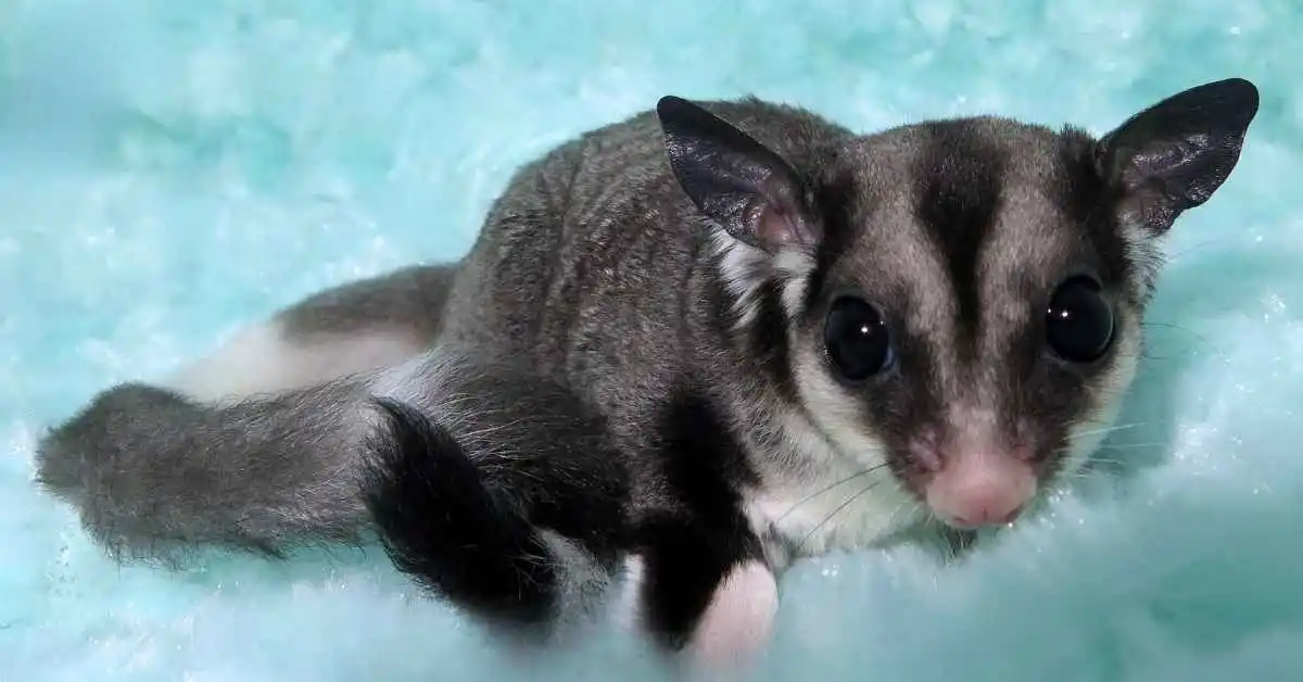 Black Beauty Sugar Glider. black beauty sugar glider colors