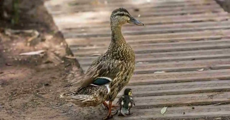 Rouen Duck with vibrant plumage standing. Rouen Duck